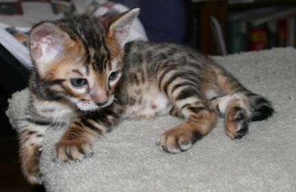 Taygete's kittens