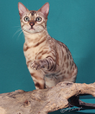 Artemis