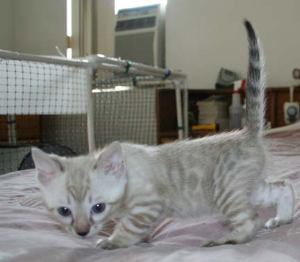 Taygete's kittens