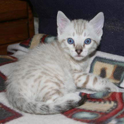 Taygete's kittens