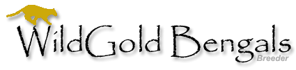 WildGold Bengals