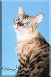 Nanuk, Supreme Grand Champion