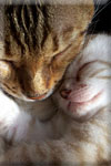 Precious Moments