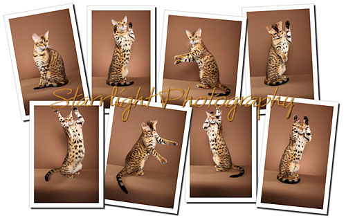 Bengal Collage