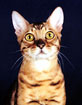 Sampson